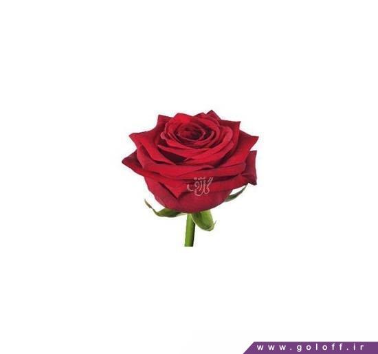 تزیین شاخه گل رز - گل رز هلندی رد نااُمی - Rose | گل آف
